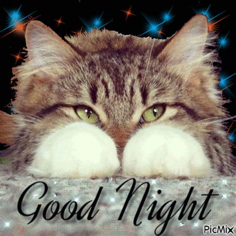 With Tenor, maker of GIF Keyboard, add popular Good Night Beautiful animated GIFs to your conversations. . Good night cats gif